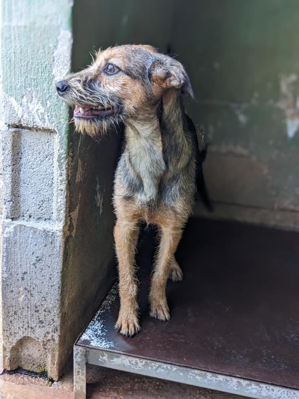 Blues, cucciolo 8 mesi taglia medio-piccola (~15 kg) – super socievole Foto 4